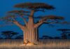 Luxury Safari Tanzania: Exquisite Wildlife Escape